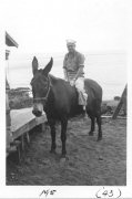 Bob Cashion on a mule in Hawaii 1943