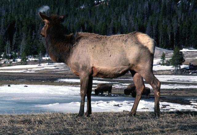 BG-Elk